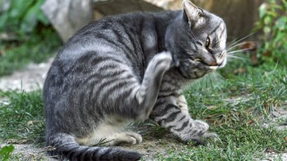 Micoplasmose felina Micoplasmose felina: o que é e como pode afetar seu gato