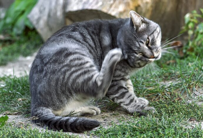 Micoplasmose felina: o que é e como pode afetar seu gato