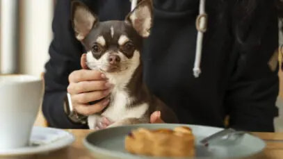 O que significa o termo pet friendly?