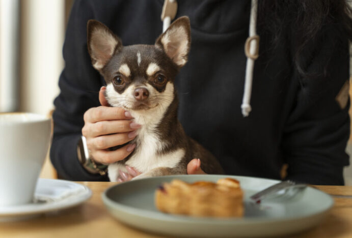 O que significa o termo pet friendly?