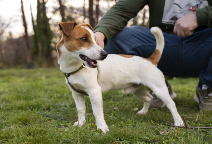 Pet shop tem visitas privadas para cães agitados