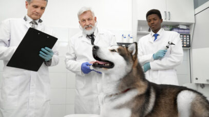 estudos clínicos veterinários estudos clínicos veterinários