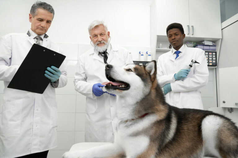 estudos clínicos veterinários