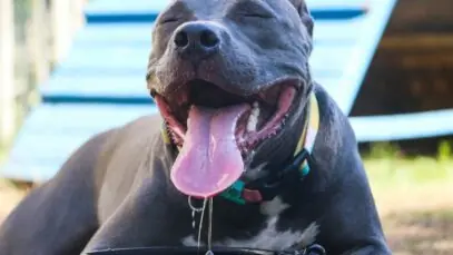 Pode dar gelo para cachorro?