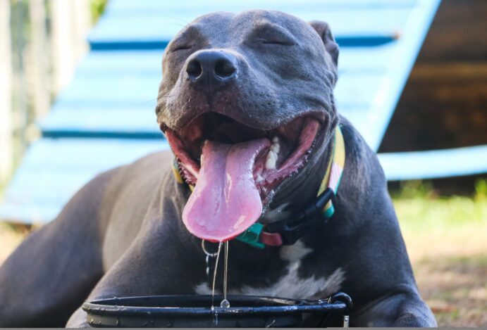 Pode dar gelo para cachorro?