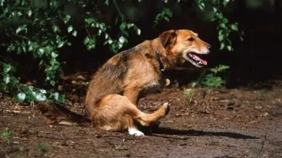 identificar se o cão está com verme