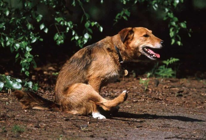 identificar se o cão está com verme
