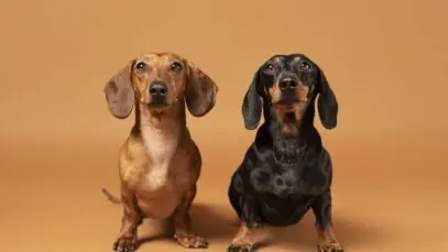 Cão salsicha pode ser banido na Alemanha