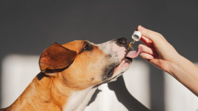 10 medicamentos proibidos para cães e gatos