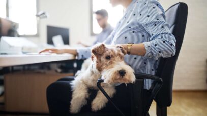 Licença para morte de pet