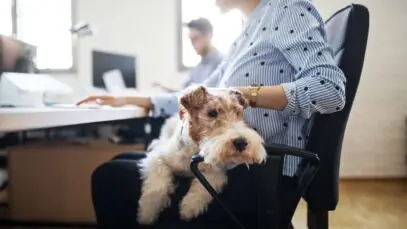 Licença para morte de pet