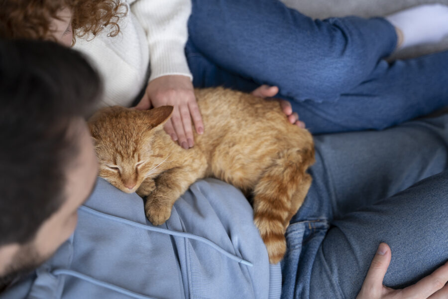 Terapia assistida por gatos 