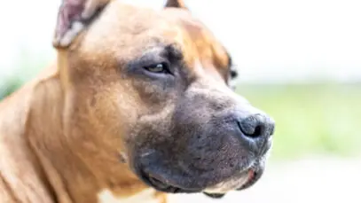 Ataques de cães