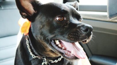 Como prevenir que os cães ataquem pessoas Como prevenir que os cães ataquem pessoas