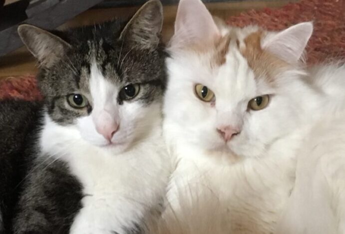 identificação de gatos castrados