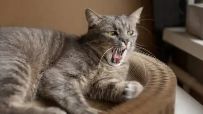 Por que gato fica com a boca aberta?