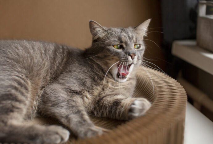 Por que gato fica com a boca aberta?