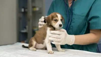 Hospitais veterinários gratuitos