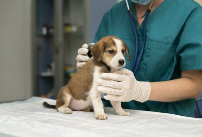 Hospitais veterinários gratuitos
