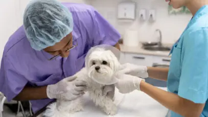 maiores indústrias de saúde animal