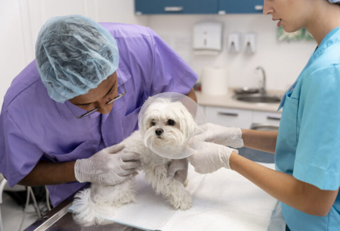 maiores indústrias de saúde animal