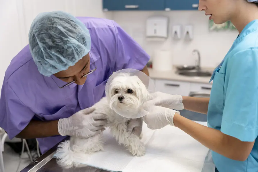 close-up-veterinarian-taking-care-pet maiores indústrias de saúde animal