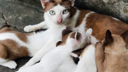 É necessário secar o leite da gata?