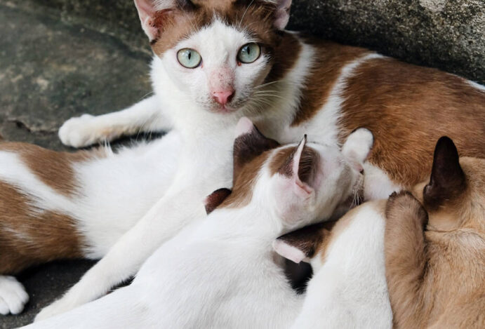 É necessário secar o leite da gata?