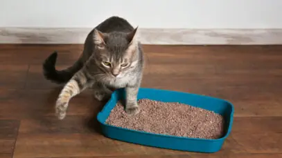 areia para gatos