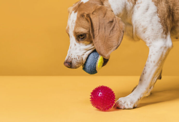 Cães entendem significado de objetos, diz estudo