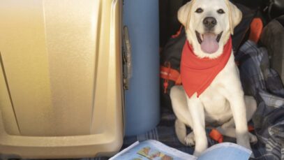 cute-dog-with-red-bandana-high-view Companhia aérea para cães