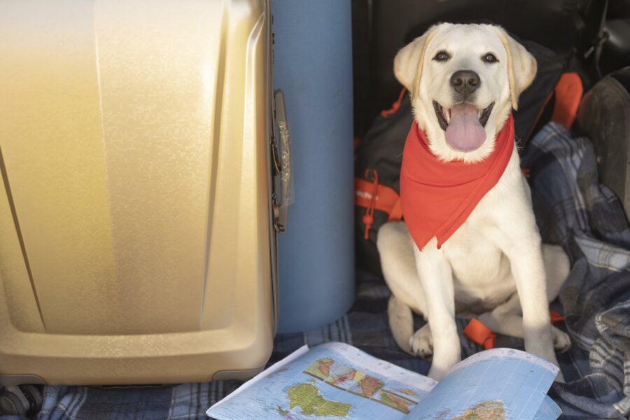 Companhia aérea para cães