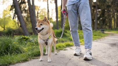 O que é dog walker O que é dog walker