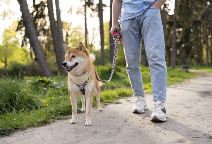O que é dog walker