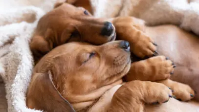 Posições em que os cães dormem