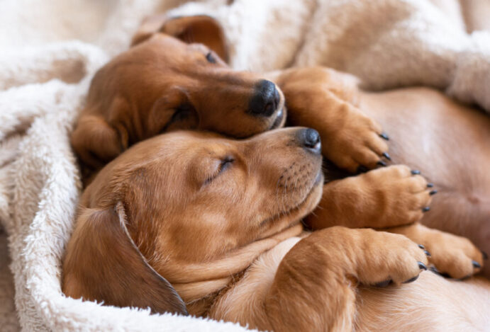 Posições em que os cães dormem