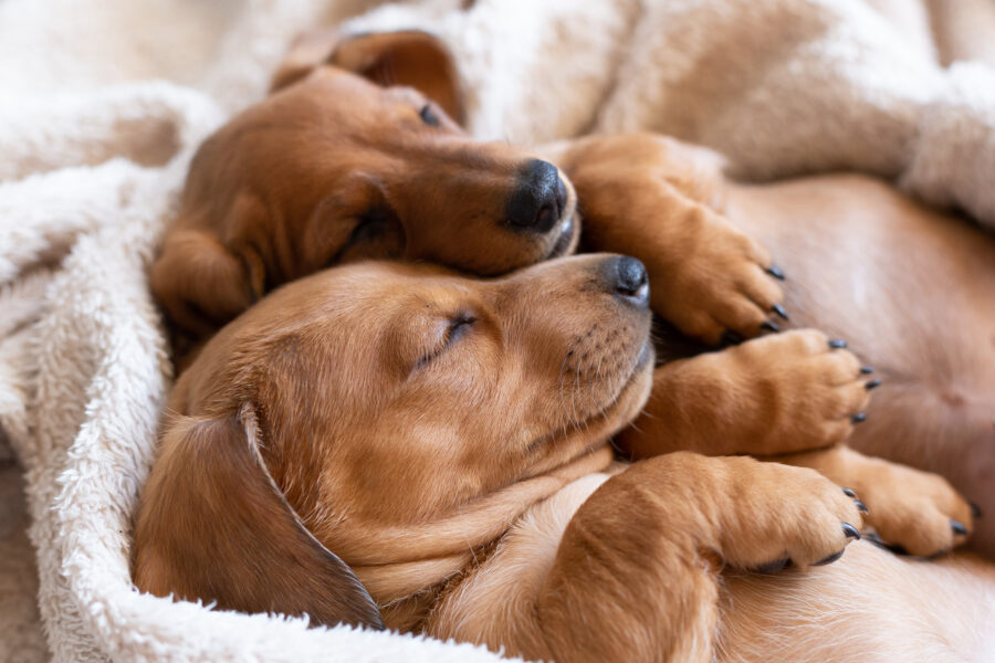 Posições em que os cães dormem