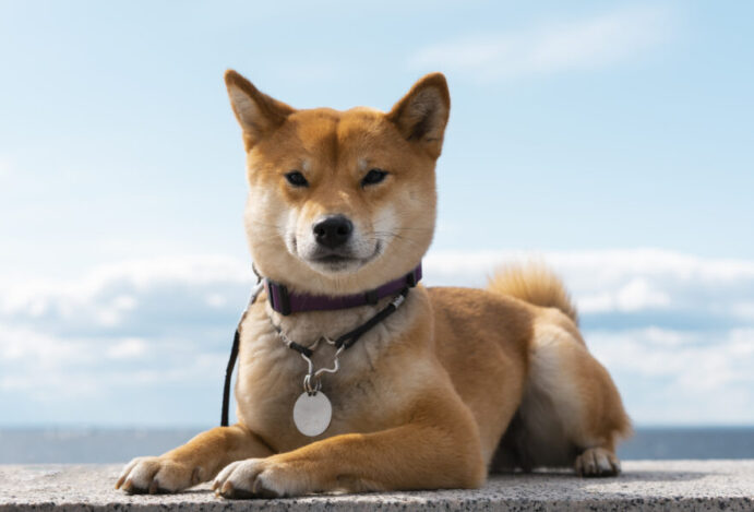 Cães que quase não latem: Shiba inu é uma raça silenciosa