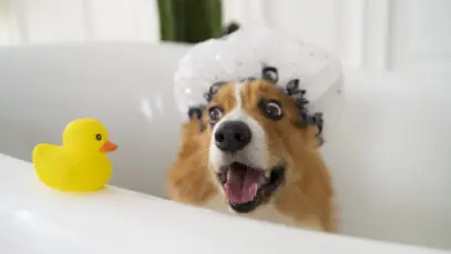 Skincare para pets