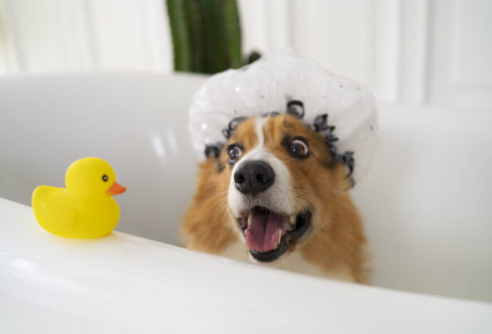 Skincare para pets