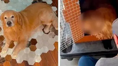Morte do cão Joca será investigada pela Anac
