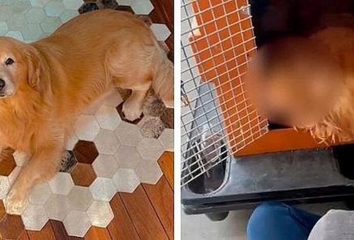 Morte do cão Joca será investigada pela Anac
