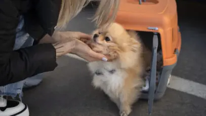 Viajar com pets