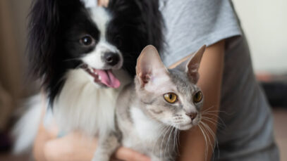 Como adotar cães e gatos em SP Como adotar cães e gatos em SP