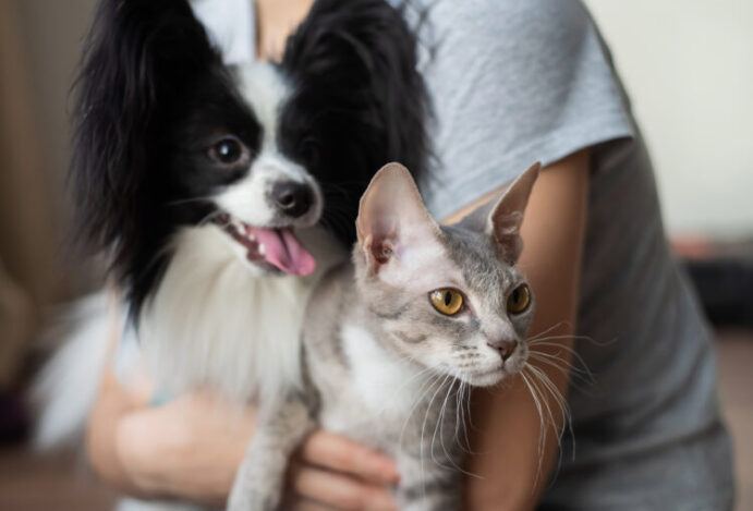 Como adotar cães e gatos em SP