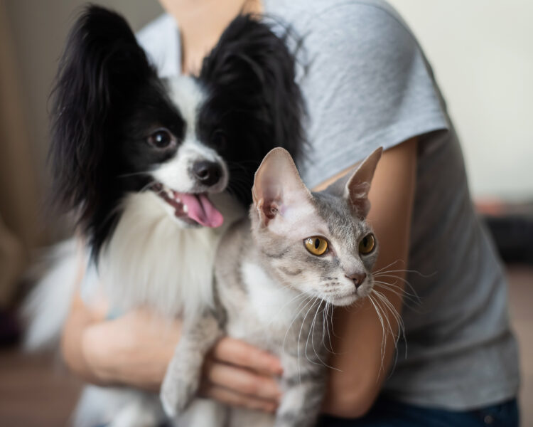 Como adotar cães e gatos em SP