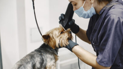 mercado pet care