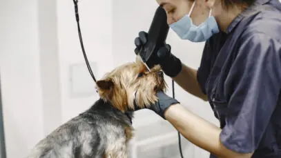 mercado pet care