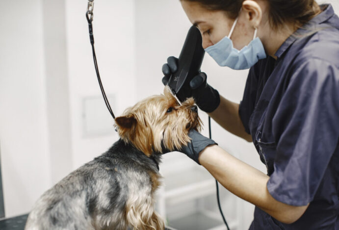 mercado pet care