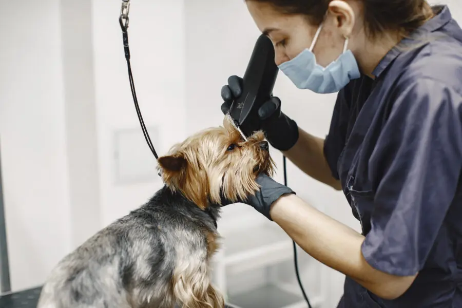 Yorkshire terrier getting procedure at the groomer mercado pet care